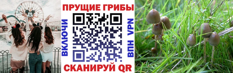 как найти   Лысьва  Псилоцибиновые грибы Psilocybine cubensis 